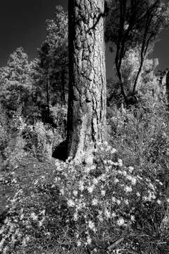 New Mexico Asters Stock Photos