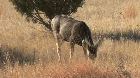 New Mexico deer feeding Stock Footage 18194792