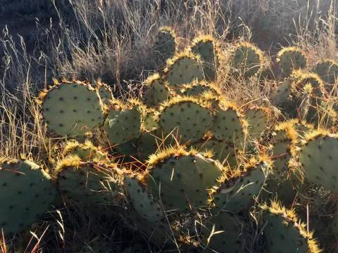 New Mexico Desert Cactus Foto stock