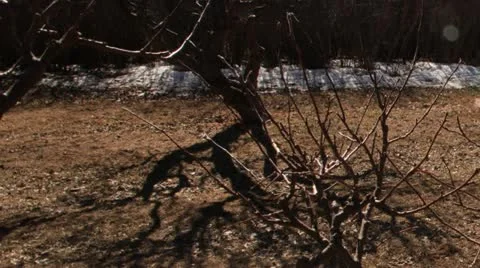 New Mexico Forest Timelapse Stock Footage 10956830