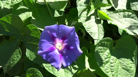 New Mexico Morning Glory Stock Footage 203377383
