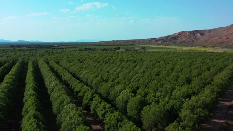New Mexico Pecan Grove Stock Footage 201632517
