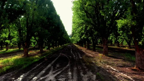 New Mexico Pecan Grove Stock Footage 201632522