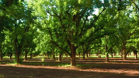 New Mexico Pecan Grove 스톡 동영상 201632528