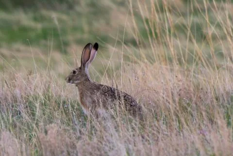 New Mexico Rabbit Stock Photos
