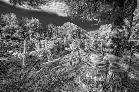 New Mexico Vineyard Stock Photos