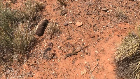 New Mexico Whiptail Lizard Video stock 92282411