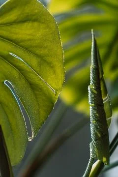 New monstera leaf ready to unfold, fresh green botanical background 스톡 사진