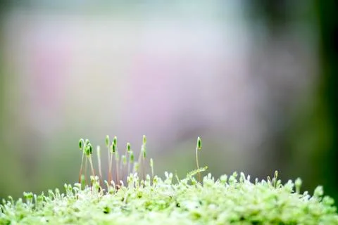 New Moss Stock Photos