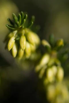 New needles on pine tree Stock Photos