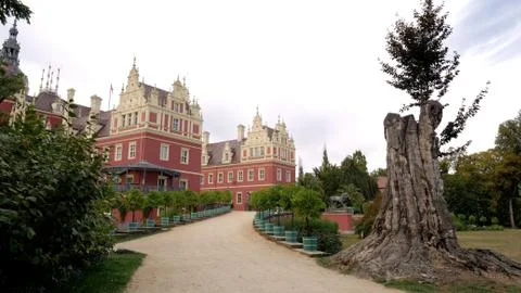 New oak tree is growing inside the old one in Muskau Park, Germany Stock Photos