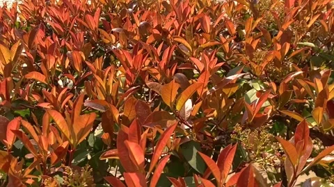 New Orange Leafs  Growing at Spring Vídeo Stock 176284357