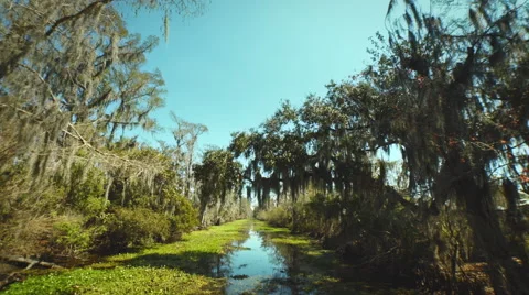 New Orleans, March 2014: Wide angle shot of moving through the Bayou Stock Footage