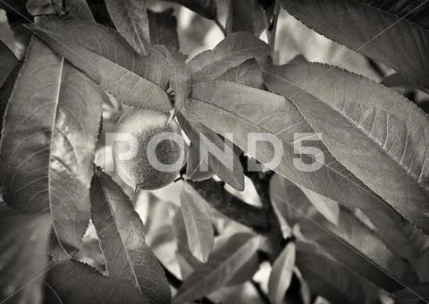 New peach Stock Photos