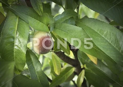 New peach Stock Photos