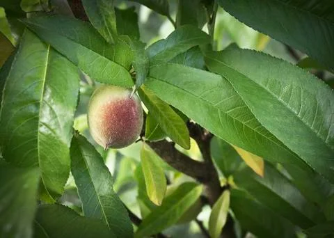 New peach Stock Photos