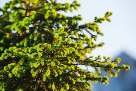 New pine branches isolated on blurred background. Stock Photos