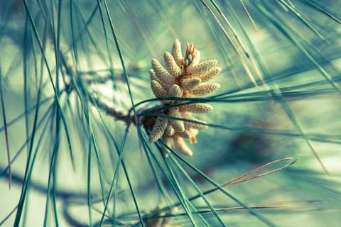 New pine cone sprout on pine branch, close-up. Blooming evergreen pine tree for Stock Photos
