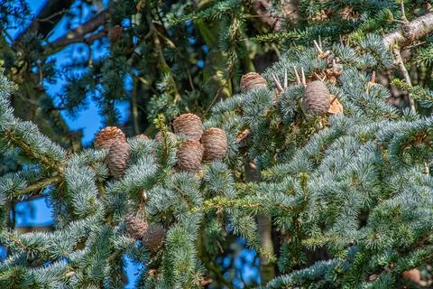New Pine Cones just starting to open up Stock Photos