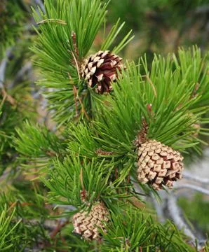 New pine cones Stock Photos