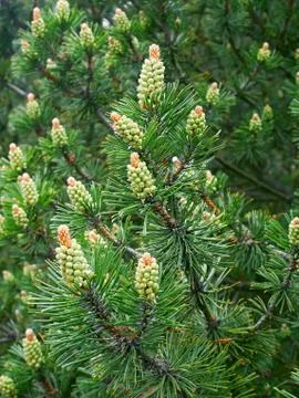 New Pine pollen cone Stock Photos