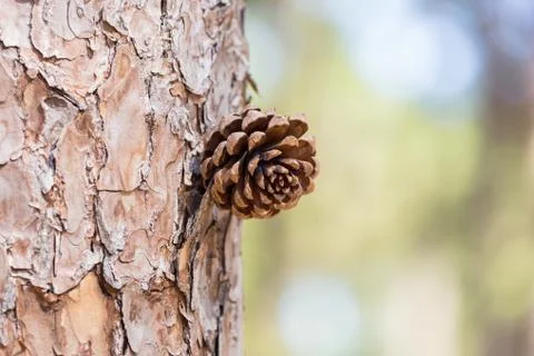 New pine seed Stock Photos