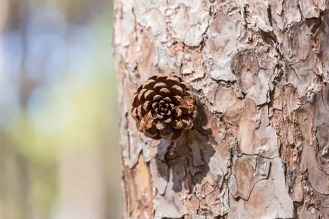 New pine seed Stock Photos
