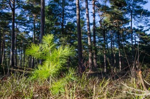 New pine tree plant Stock Photos