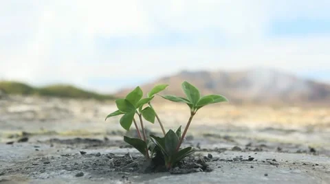 New plant Video stock 11702572