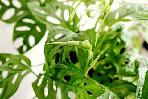 New plant leaf Monstera Monkey Mask or Obliqua or Adansonii close up. Stock Photos