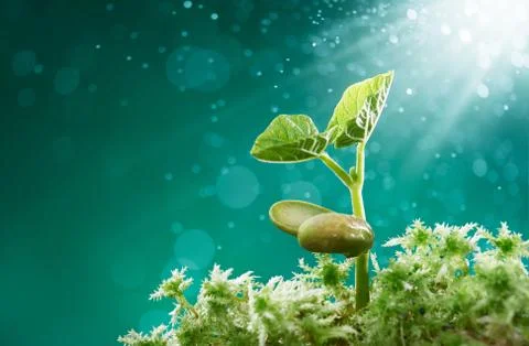 New plant Stock Photos