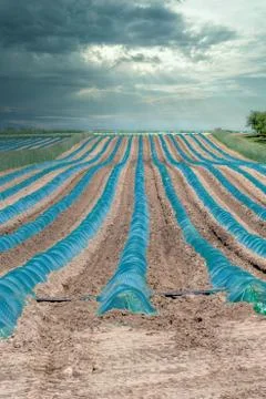 New plants in protective plastic Stock Photos