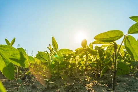 New Plants Under Sunlight During Daytime in an Open Field Filled With Soil .. Stock Photos