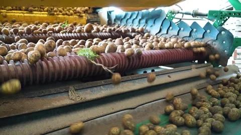 A new potato crop Stock Footage 318353989