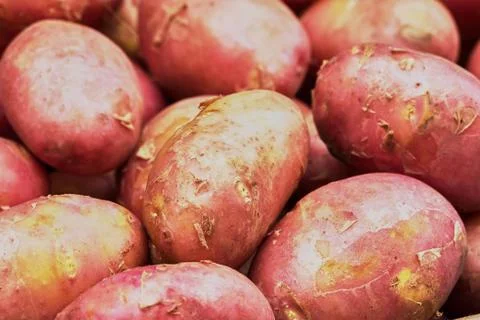 New potatoes Stock Photos