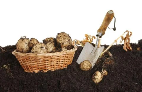 New potatoes Stock Photos