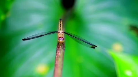 New Project Stock Footage 10833425