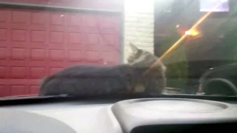 New project Stock Footage 205544538