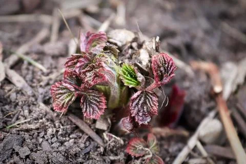 New raspberry canes ground out of the soil in spring Stock Photos