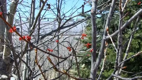 New red buds blossoming on a tree - 4K Stock Footage 132521497