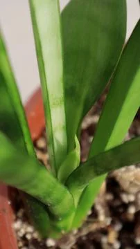 New Sansevieria leaf emerging from the base. Stock Photos