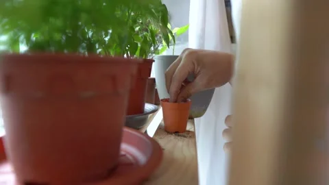 New seed Stock Footage 147079675