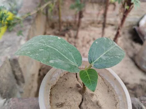 New seedling of banyan tree with three leaves Stock Photos