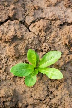 New seedling Stock Photos