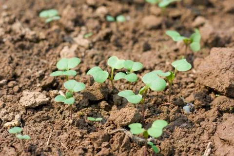 New seedling Stock Photos