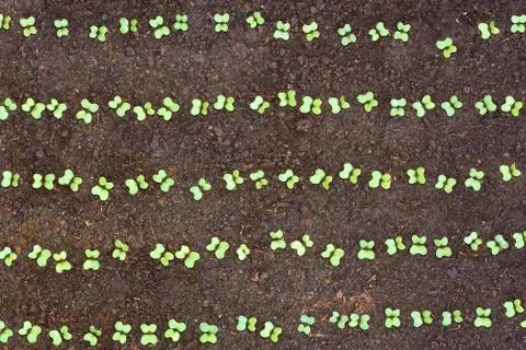 New seedlings of cabbage in soil Stock Photos