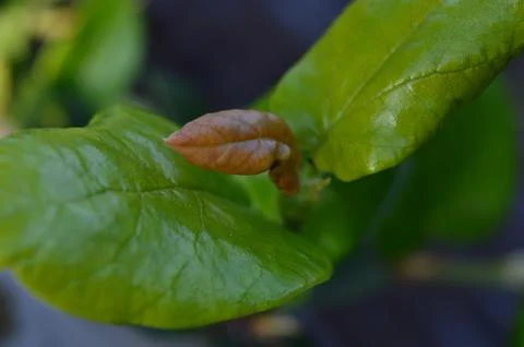 New Shoot 스톡 사진