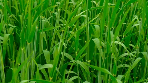 New shoots of a barley on a field. Video stock 64953003