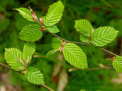 New shoots beech Фото