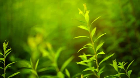 New Shoots Vidéo 332458808
